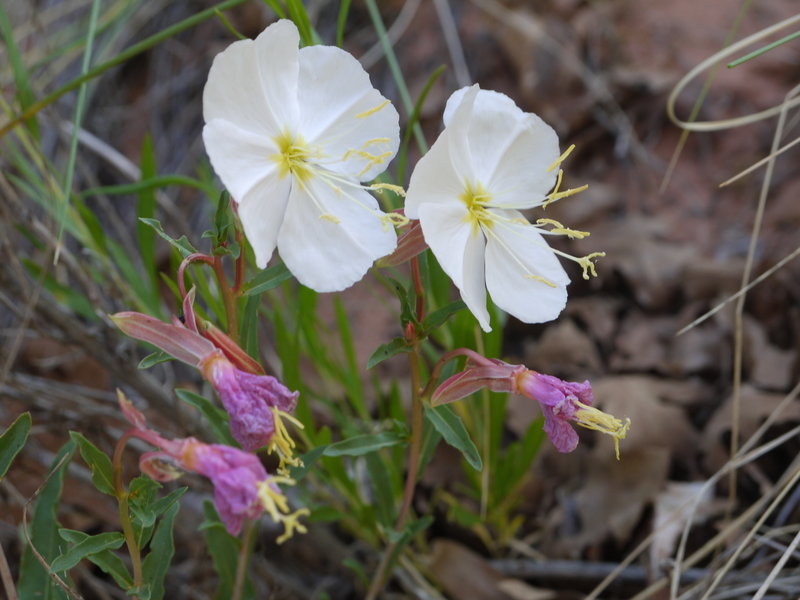 Evening Primrose grow in Natural Bridges National Monument.