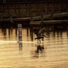 A pelican flies over the sound at Soundside Park in Surf City, NC.