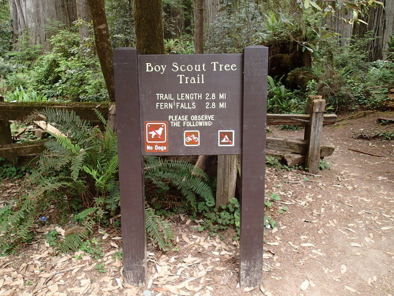 The Boy Scout Tree Trailhead is marked by this sign.