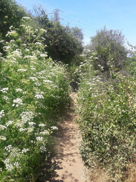 Wildflowers hug the Coyote Trail in the spring.