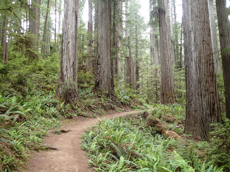 The Boy Scout Tree Trail is beautifully built, allowing you to worry less about where you place your feet and more about soaking up your colossal surroundings.