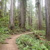 The Boy Scout Tree Trail is beautifully built, allowing you to worry less about where you place your feet and more about soaking up your colossal surroundings.