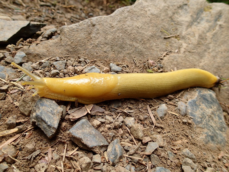 The banana slug is one of the token species of this area.