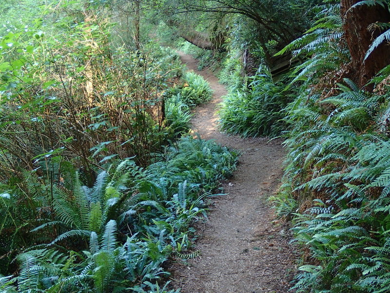 Trillium Falls Trail meanders through age-old forests to a beautiful waterfall.