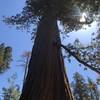 This is one of the first sequoias on the loop.