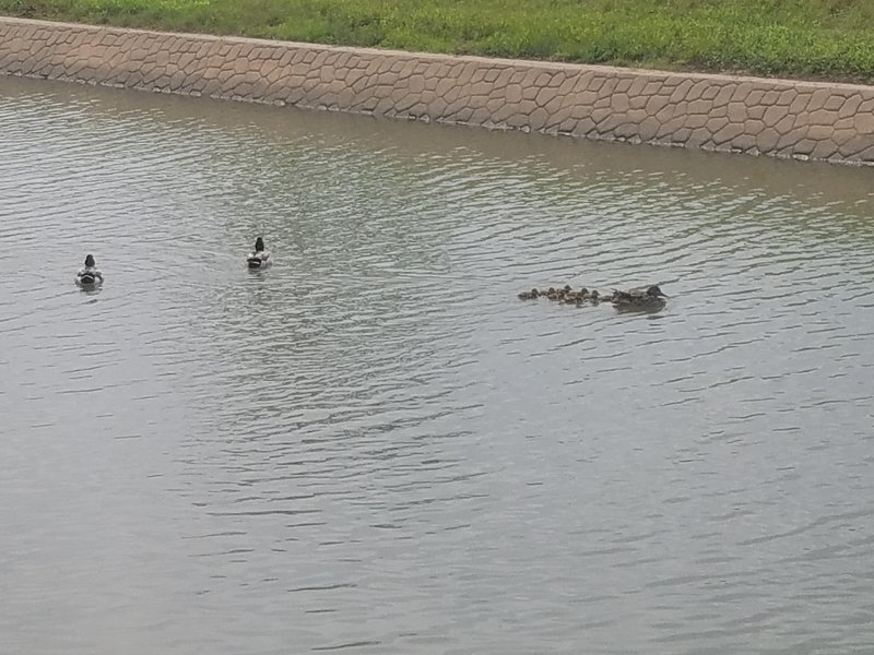 Mama, Daddy, and Uncle Duck take the new brood out for a test swim in the canal by the Campion Trail.