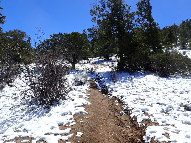 Finally the incline relents when you hit the ridge! You're almost there!