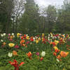 Plantings along Water's Edge Garden path on Wards Island.