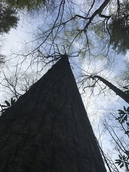 One of the massive white oak trees along the route. These trees are over 50 feet tall.