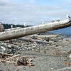 Just some of the birdlife and driftwood along the spit.