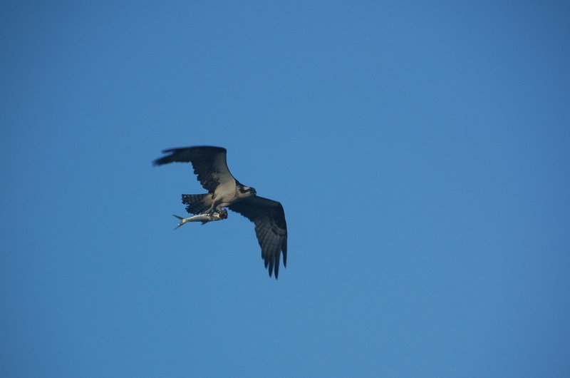 Osprey with a mullet flying back to the nest.