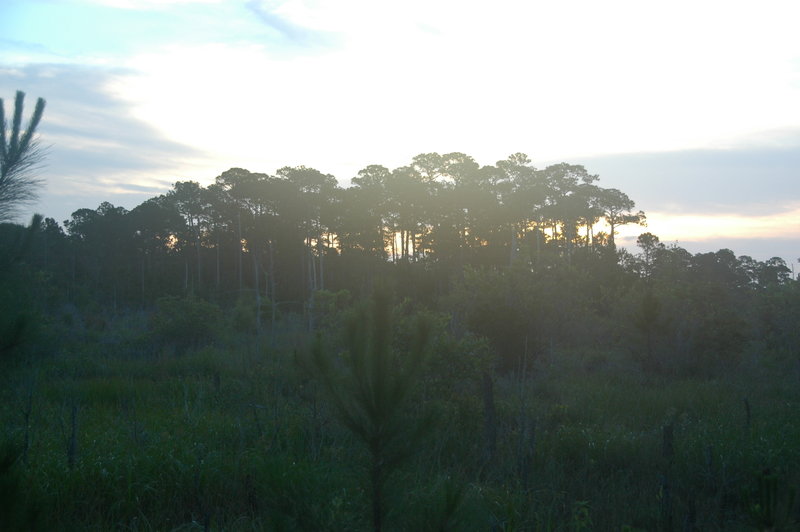 Sunrise through the tall pines.