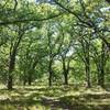 The shaded canopy of the Savanah Post Oak.