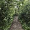 The awesome boardwalk on the Green Trail.