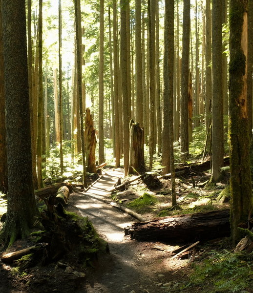 Sun filters through the trees on the only flat part of Mt. Si.