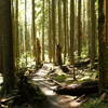 Sun filters through the trees on the only flat part of Mt. Si.