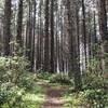 Tall trees along the Azalea Trail.