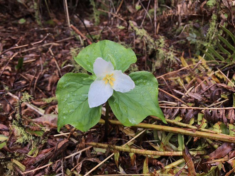 Trillium flower.