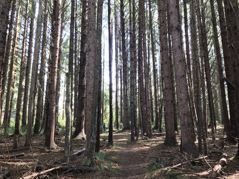 Sitka spruce forest.