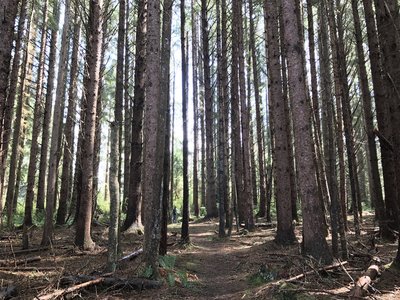 Sitka spruce forest.