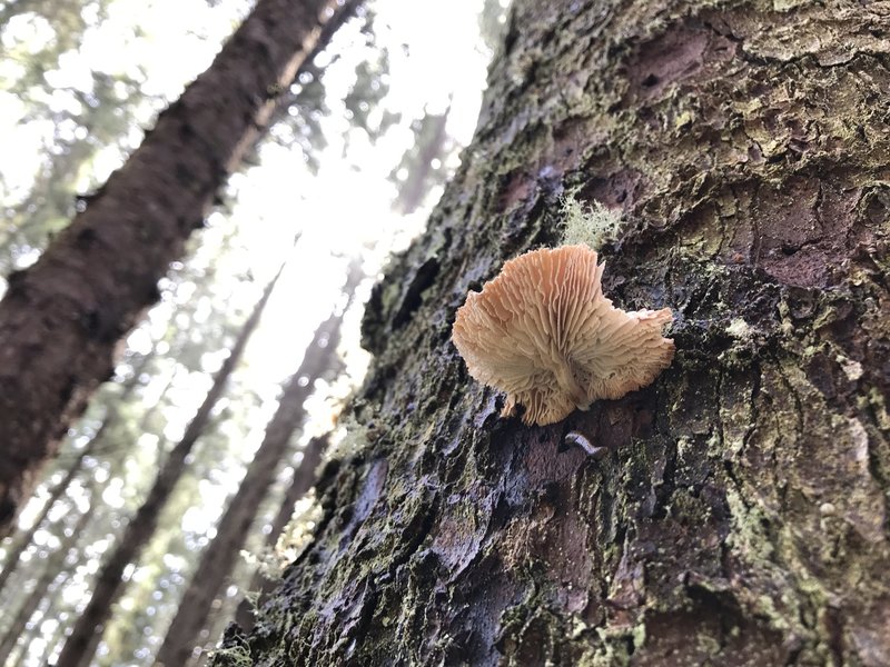 Mushroom on a Sitka spruce.