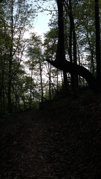 Fire Break Trail in the evening.