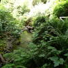 Little River from the Park Road/Fern Canyon Trail.