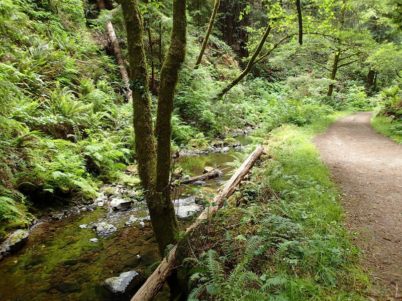 The stream alongside Park Road/Fern Canyon Trail.