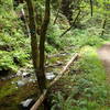 The stream alongside Park Road/Fern Canyon Trail.