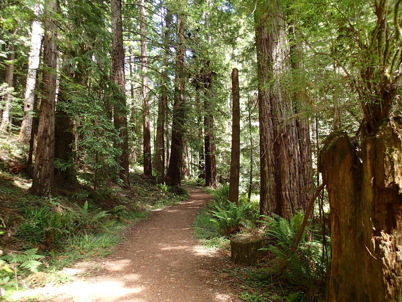 Heading into the woods on Park Road/Fern Canyon Trail.