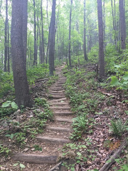 The steep climb up to Buck Ridge starts here.