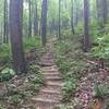 The steep climb up to Buck Ridge starts here.