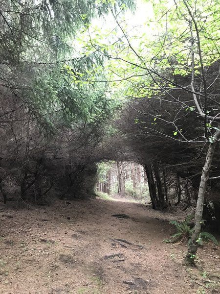 Stone Lagoon Trail.