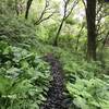 A wetland section on Stone Lagoon Trail.