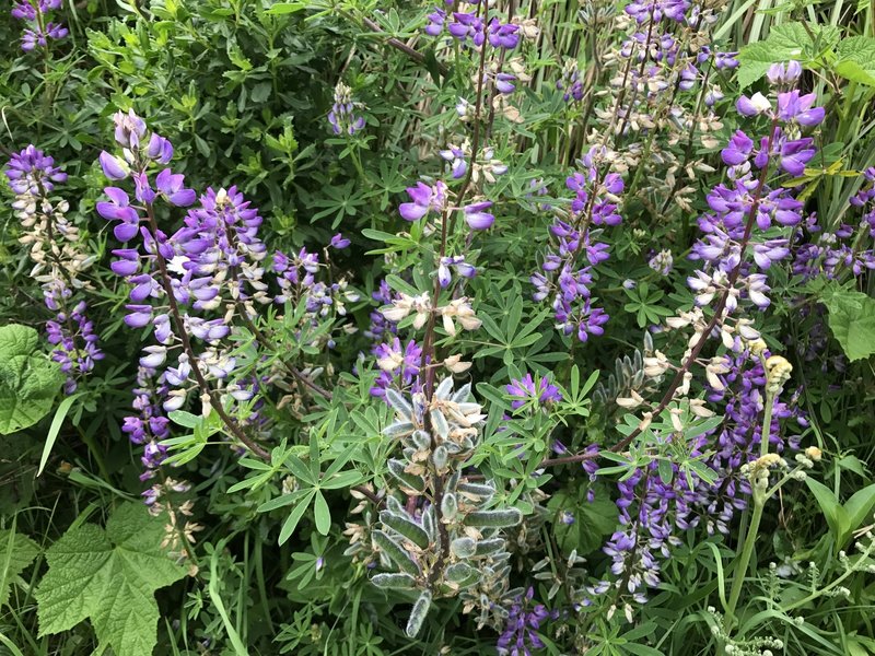 Lupine flowers and pods.