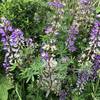 Lupine flowers and pods.