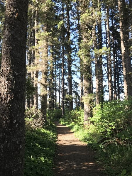 Patrick's Point Rim Trail.