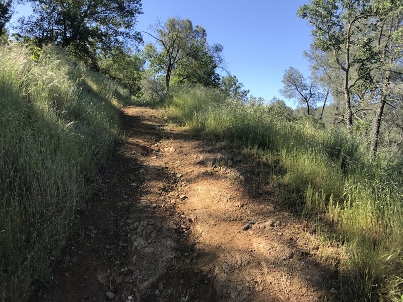 There are lots of steep but relatively short climbs on the race trail. Folks described it as sneaky because there's one after another.