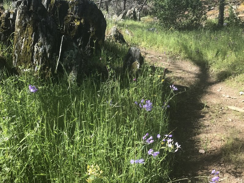 Wildflowers were plentiful on April 23!