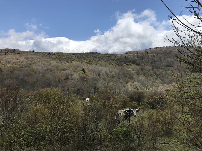 Many longhorn cattle graze along the trails.