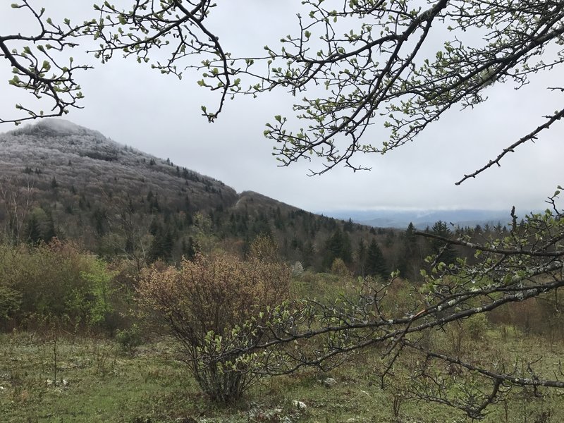 Ice-capped trees survive the elements at the higher elevations. This photo was taken in May!