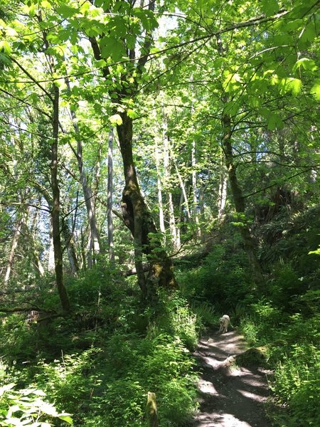 The trails in Seahurst Park are lush and fun for the whole family.