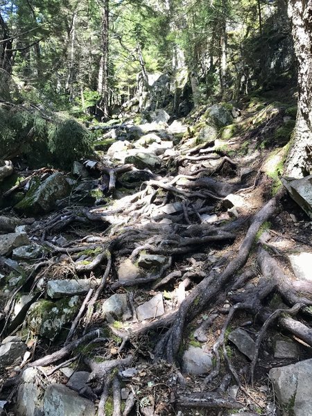 The Ranger Station Trail is rugged but well marked as it climbs up to the intersection with the Anvil Trail.