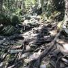 The Ranger Station Trail is rugged but well marked as it climbs up to the intersection with the Anvil Trail.