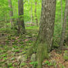 Green foliage abounds along the Lower Trail.