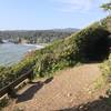 The west side of the Trinidad Head Trail looks toward Trinidad State Beach and College Cove.