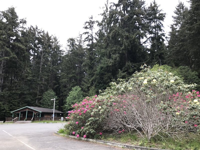 Patrick's Point Visitor Center is beautified by blooming rhododendrons.