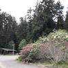 Patrick's Point Visitor Center is beautified by blooming rhododendrons.