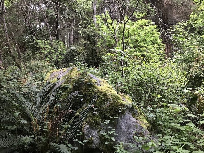 Lush temperate rainforest with ferns, thimbleberry, rhododendrons, and a large rock awaits your exploration in the native plant garden on the Sumeg Village Trail.