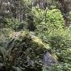 Lush temperate rainforest with ferns, thimbleberry, rhododendrons, and a large rock awaits your exploration in the native plant garden on the Sumeg Village Trail.